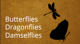  Butterflies, Dragonflies, Damselflies